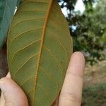 Virola sebifera Leaf