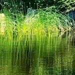 Equisetum fluviatile Blad