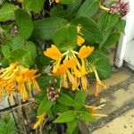 Lonicera flava Flor