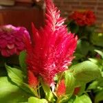 Celosia argentea പുഷ്പം