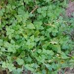 Parietaria floridana Hoja