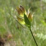 Bupleurum baldense Лист