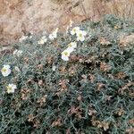 Helianthemum almeriense Облик