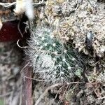 Rebutia minuscula Хабит