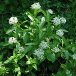 Ceanothus herbaceus Hábito