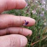 Lathyrus angulatus Flower