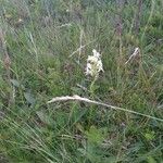 Platanthera chlorantha Blüte