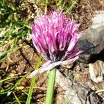 Allium schoenoprasum 花
