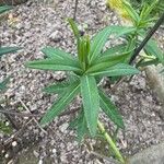 Euphorbia variabilis Hoja