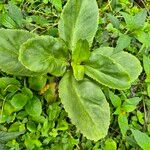 Kalanchoe densiflora Fuelha