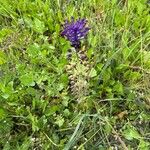 Muscari matritense Кветка