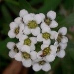 Lobularia maritimaFiore