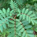 Sorbus americana Blatt