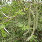 Vachellia tortuosa Vili