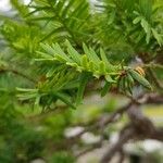 Taxus cuspidata Blad