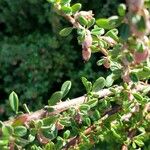 Cotoneaster integrifolius Schors