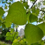 Populus deltoides Blad