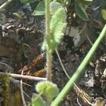 Arabis auriculata Other