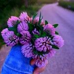 Trifolium mediumFlor