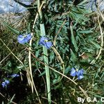 Commelina virginica Характер