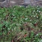 Lobularia maritima Alkat (teljes növény)