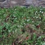 Lobularia maritima Habit