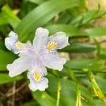Iris japonica Flor
