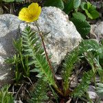 Geum rossii Costuma