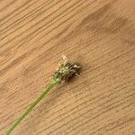 Plantago argentea花