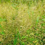 Agrostis capillaris Habitat