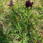 Trifolium rubens Habit