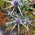 Eryngium glaciale