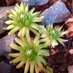 Sempervivum arachnoideum Φύλλο