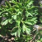 Anemone baldensis Likasa