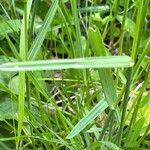 Avenula pubescens Likasa