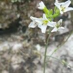 Arabis alpina Cvet
