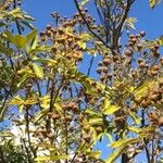 Cossinia pinnata Ffrwyth