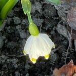 Leucojum vernum Çiçek