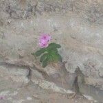 Catharanthus roseusFlower