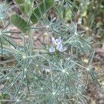 Lupinus angustifolius 整株植物