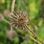 Dipsacus pilosus Fruto