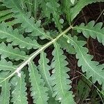 Onoclea sensibilis Folha
