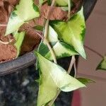 Senecio macroglossus Hoja