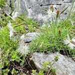 Dianthus spiculifolius Flower