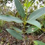 Osmanthus austrocaledonicus Hábitos