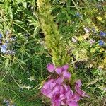 Sidalcea cusickii Flower