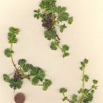 Alchemilla fissa Vekstform