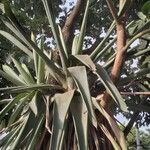 Aechmea distichantha Leaf