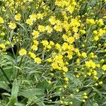 Senecio brasiliensis Flor