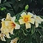 Ceiba chodatii Flower